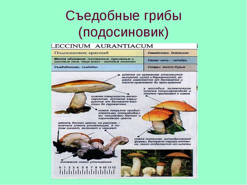 Съедобные грибы (подосиновик)
