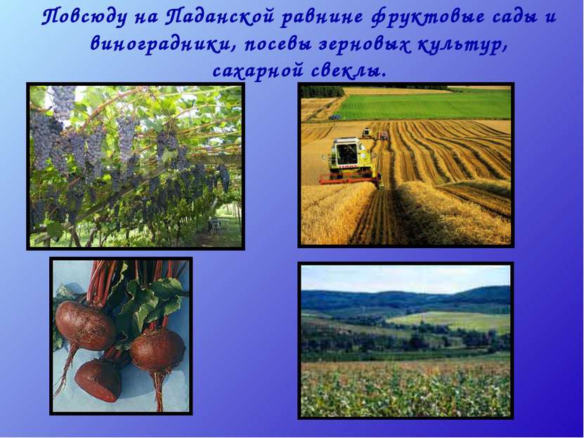 Повсюду на Паданской равнине фруктовые сады и виноградники, посевы зерновых к...