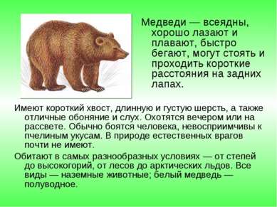Медведи — всеядны, хорошо лазают и плавают, быстро бегают, могут стоять и про...