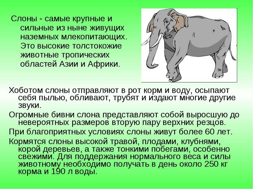 Слоны - самые крупные и сильные из ныне живущих наземных млекопитающих. Это в...