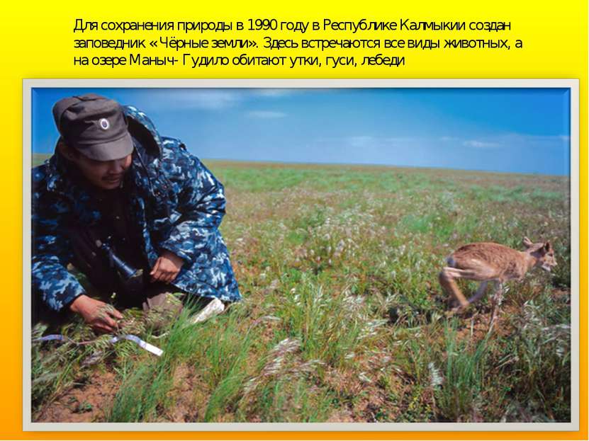 Для сохранения природы в 1990 году в Республике Калмыкии создан заповедник « ...