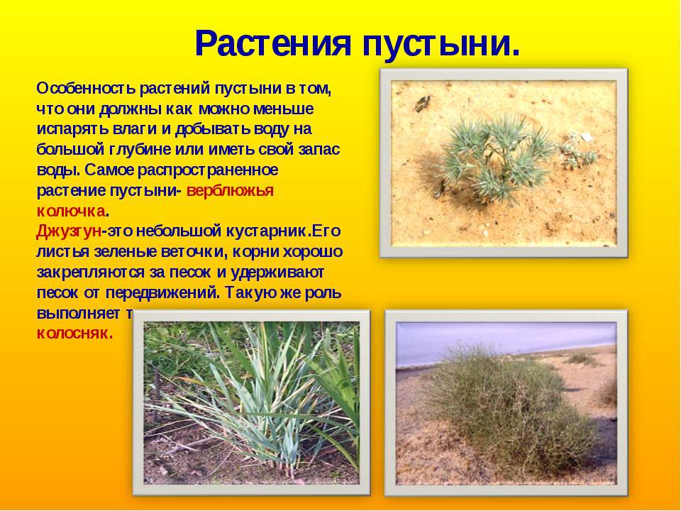 Растения пустыни 5 класс биология. Растения пустыни и полупустыни в России. Растения зоны пустынь. Растения которые растут в пустыне. Зона пустыня растения.