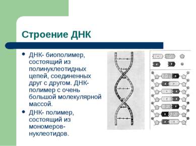 Строение ДНК ДНК- биополимер, состоящий из полинуклеотидных цепей, соединенны...