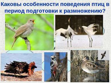 Каковы особенности поведения птиц в период подготовки к размножению?