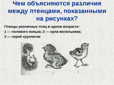 Чем объясняются различия между птенцами, показанными на рисунках? Птенцы разл...