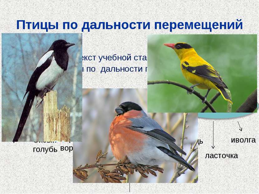 Птицы по дальности перемещений Прочитайте текст учебной статьи, составьте схе...