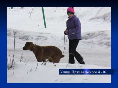 Улица Пржевальского 4 -16.