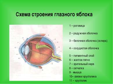 Схема строения глазного яблока 1 – роговица 2 – радужная оболочка 3 – белочна...