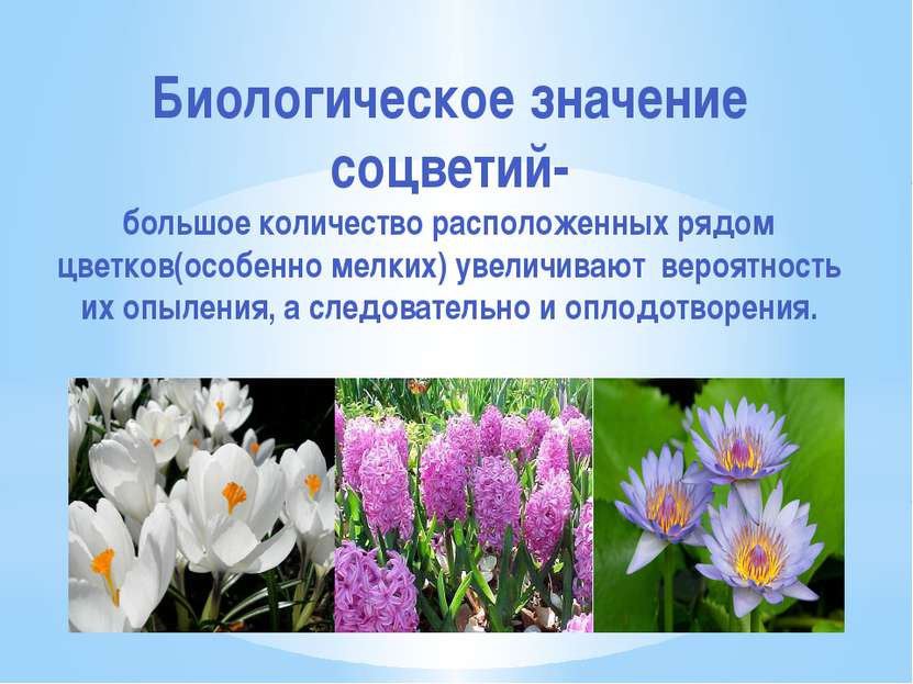 Биологическое значение соцветий- большое количество расположенных рядом цветк...