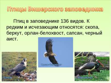 Птиц в заповеднике 136 видов. К редким и исчезающим относятся: скопа, беркут,...