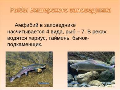 Амфибий в заповеднике насчитывается 4 вида, рыб – 7. В реках водятся хариус, ...