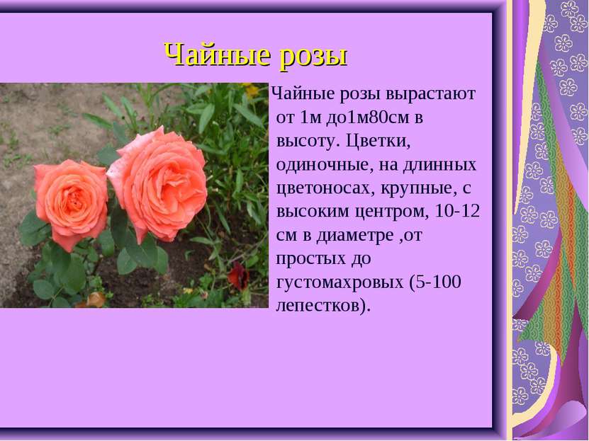 Как пишется слово розовый. Информация о цветах розах. Описать цветок розу. Характеристика розы. Сообщение о Розе.