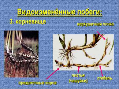 Видоизменённые побеги: 3. корневище листья (чешуйки) стебель верхушечная почк...