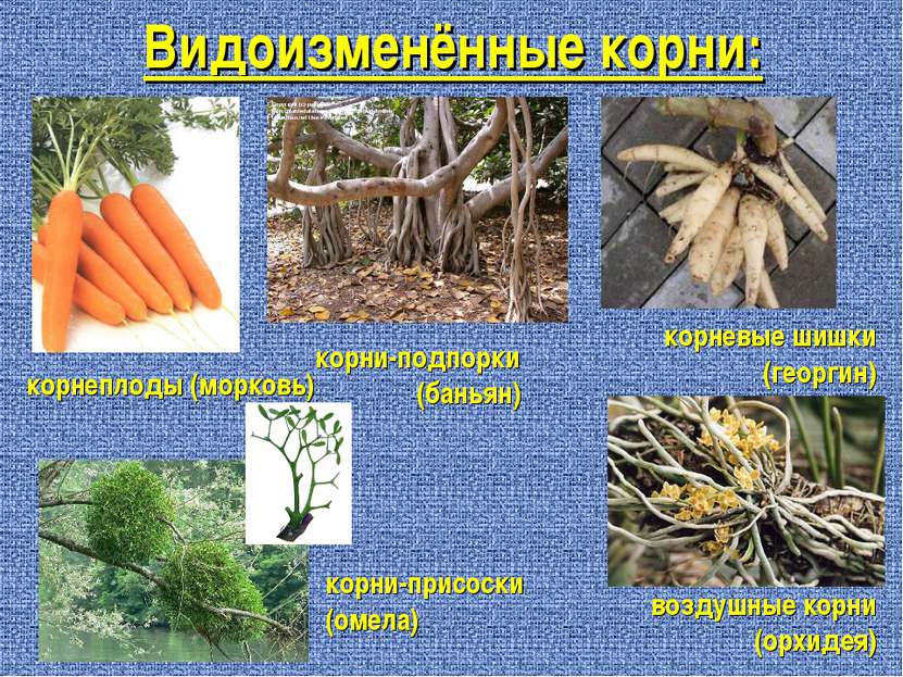 Видоизменённые корни: корнеплоды (морковь) корни-подпорки (баньян) корневые ш...