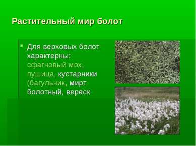 Растительный мир болот Для верховых болот характерны: сфагновый мох, пушица, ...