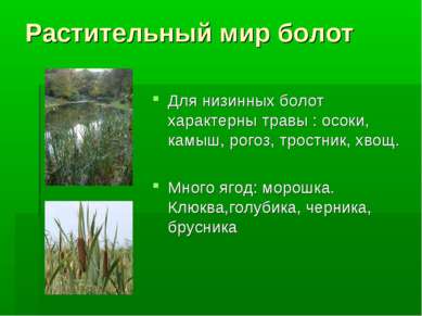 Растительный мир болот Для низинных болот характерны травы : осоки, камыш, ро...
