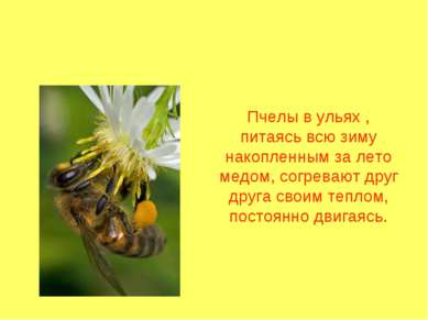 Пчелы в ульях , питаясь всю зиму накопленным за лето медом, согревают друг др...