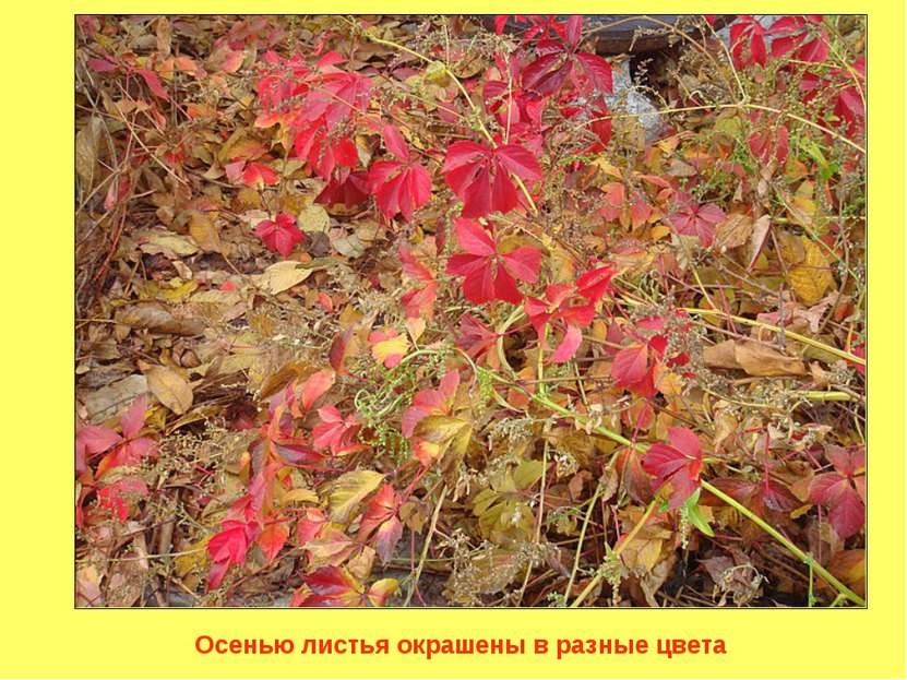 Осенью листья окрашены в разные цвета