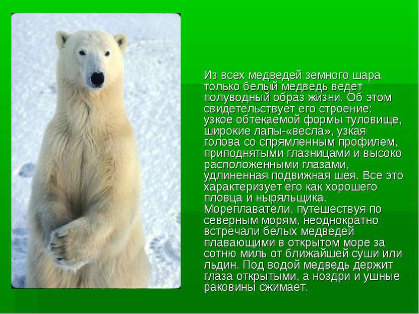 Из всех медведей земного шара только белый медведь ведет полуводный образ жиз...