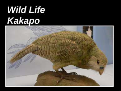 Wild Life Kakapo