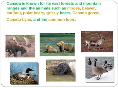 Animals Canada is known for its vast forests and mountain ranges and the anim...