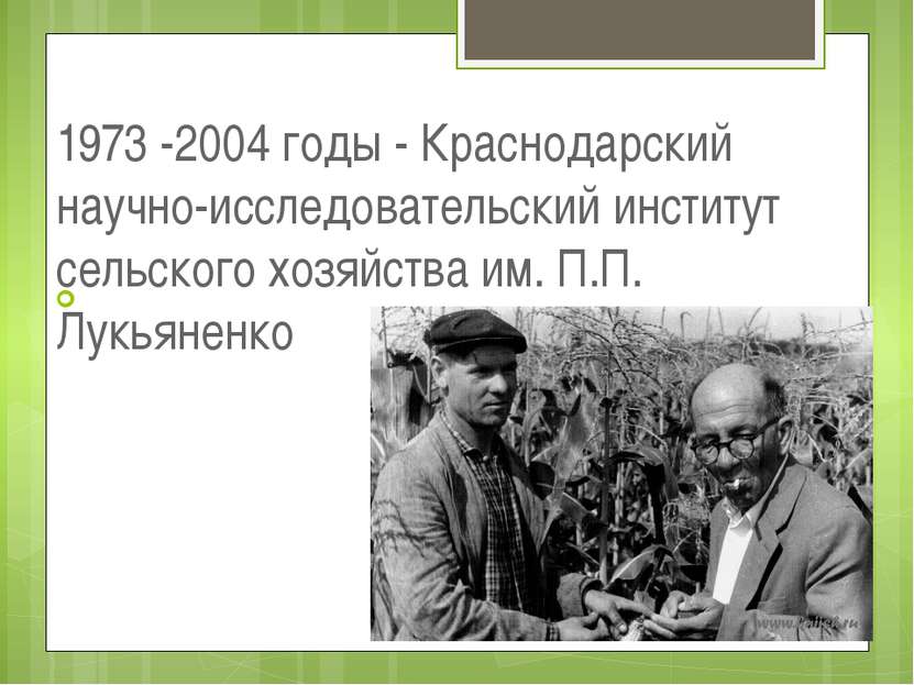 1973 -2004 годы - Краснодарский научно-исследовательский институт сельского х...