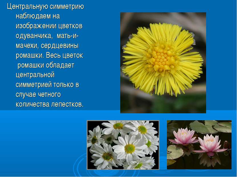 Центральную симметрию наблюдаем на изображении цветков одуванчика, мать-и-мач...