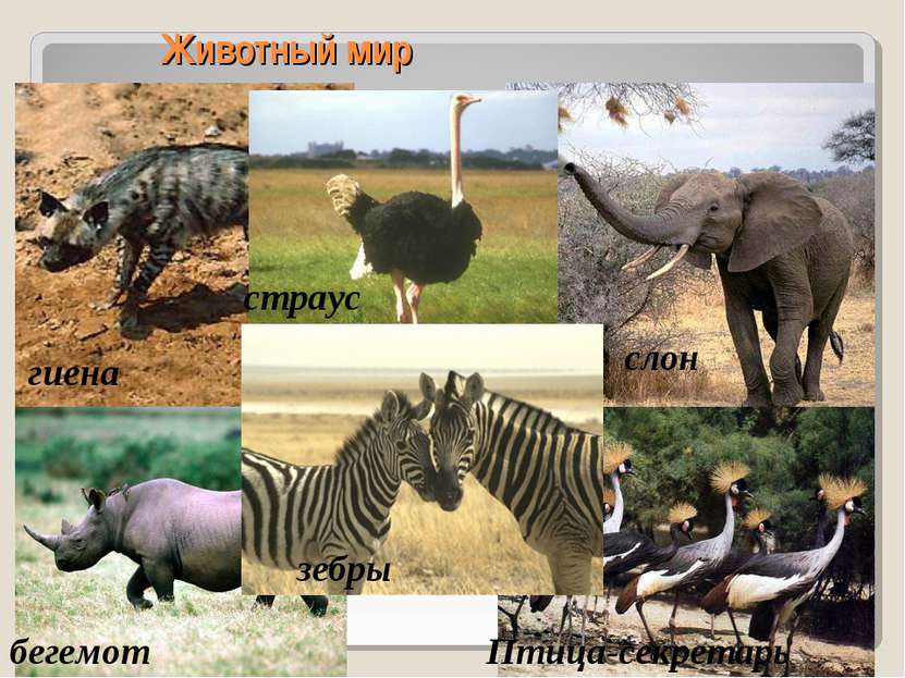 Животный мир гиена страус бегемот Птица-секретарь зебры слон