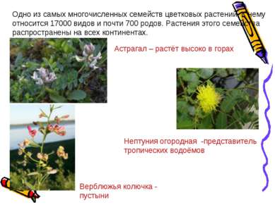 Одно из самых многочисленных семейств цветковых растений. К нему относится 17...