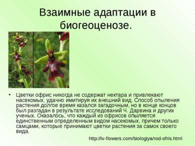 Взаимные адаптации в биогеоценозе. Цветки офрис никогда не содержат нектара и...