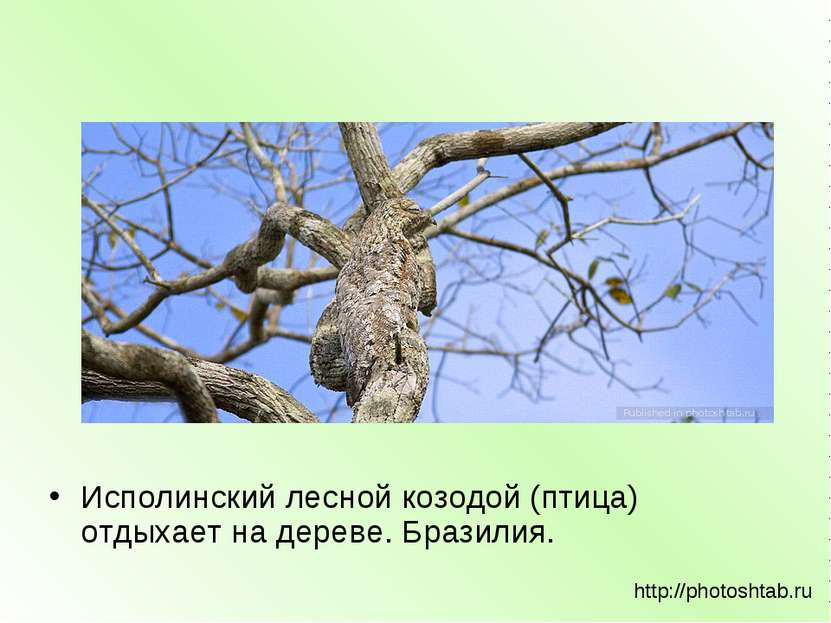 Исполинский лесной козодой (птица) отдыхает на дереве. Бразилия. http://photo...