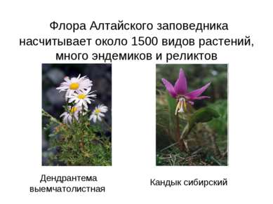 Флора Алтайского заповедника насчитывает около 1500 видов растений, много энд...