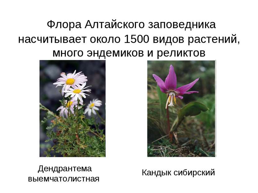 Флора Алтайского заповедника насчитывает около 1500 видов растений, много энд...
