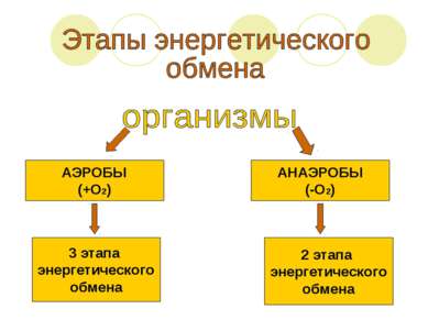АЭРОБЫ (+О2) АНАЭРОБЫ (-О2) 3 этапа энергетического обмена 2 этапа энергетиче...