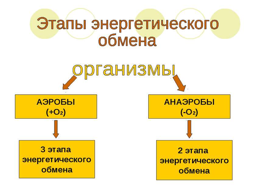 АЭРОБЫ (+О2) АНАЭРОБЫ (-О2) 3 этапа энергетического обмена 2 этапа энергетиче...