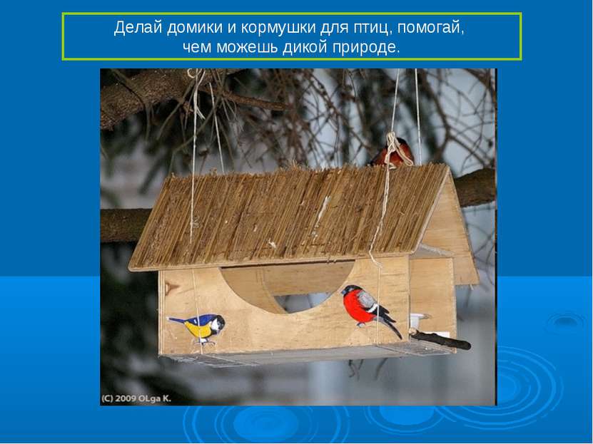 Делай домики и кормушки для птиц, помогай, чем можешь дикой природе.