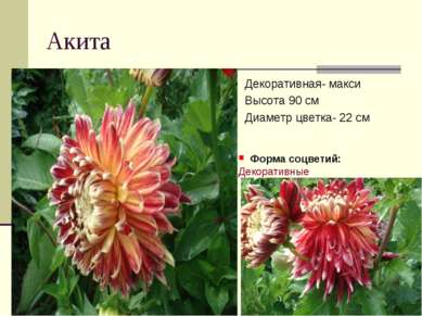 Акита Декоративная- макси Высота 90 см Диаметр цветка- 22 см Форма соцветий: ...