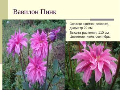 Вавилон Пинк Окраска цветка: розовая, диаметр 22 см Высота растения: 110 см. ...