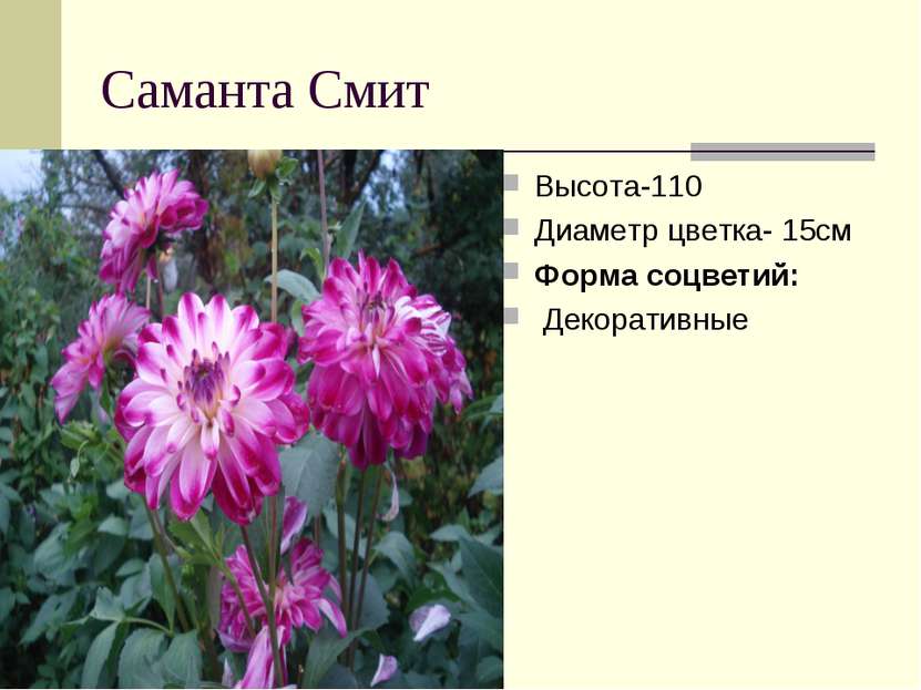 Саманта Смит Высота-110 Диаметр цветка- 15см Форма соцветий:  Декоративные