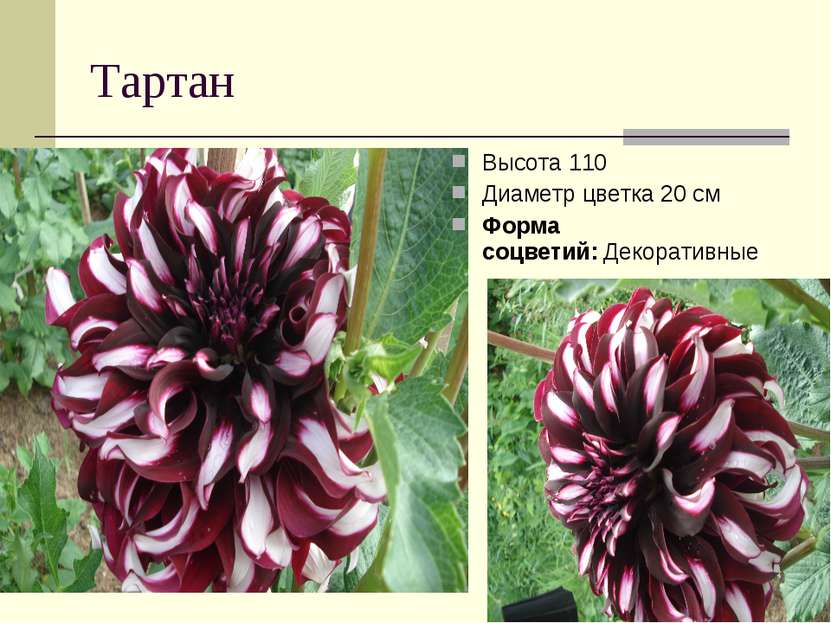 Тартан Высота 110 Диаметр цветка 20 см Форма соцветий: Декоративные