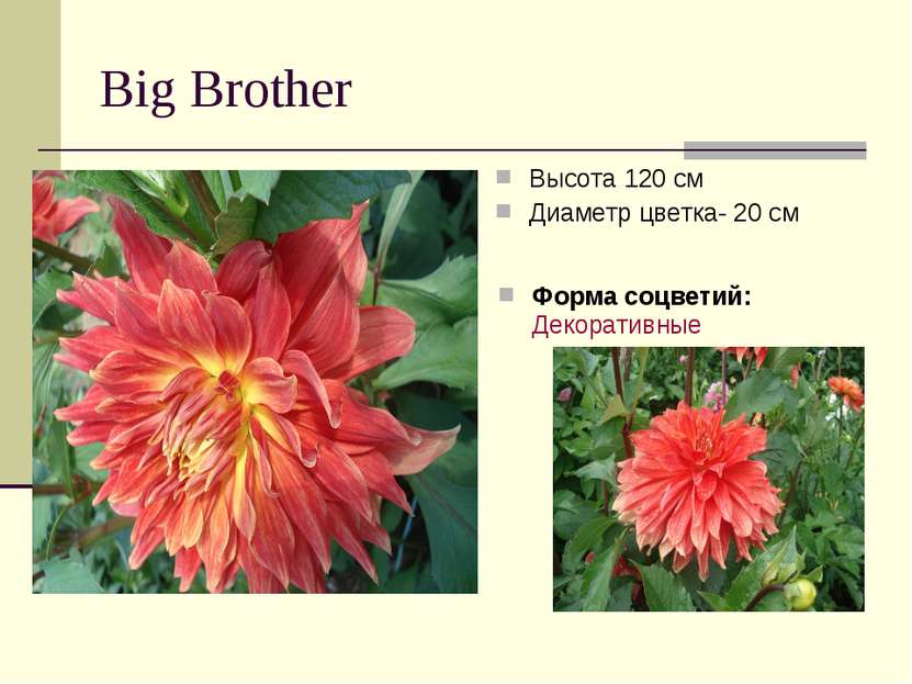Big Brother Высота 120 см Диаметр цветка- 20 см Форма соцветий: Декоративные