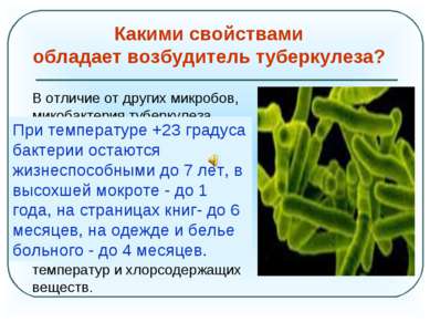 В отличие от других микробов, микобактерия туберкулеза чрезвычайно живуча: от...