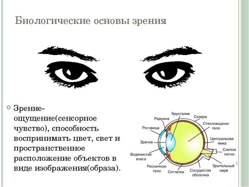Биологические основы зрения Зрение- ощущение(сенсорное чувство), способность ...