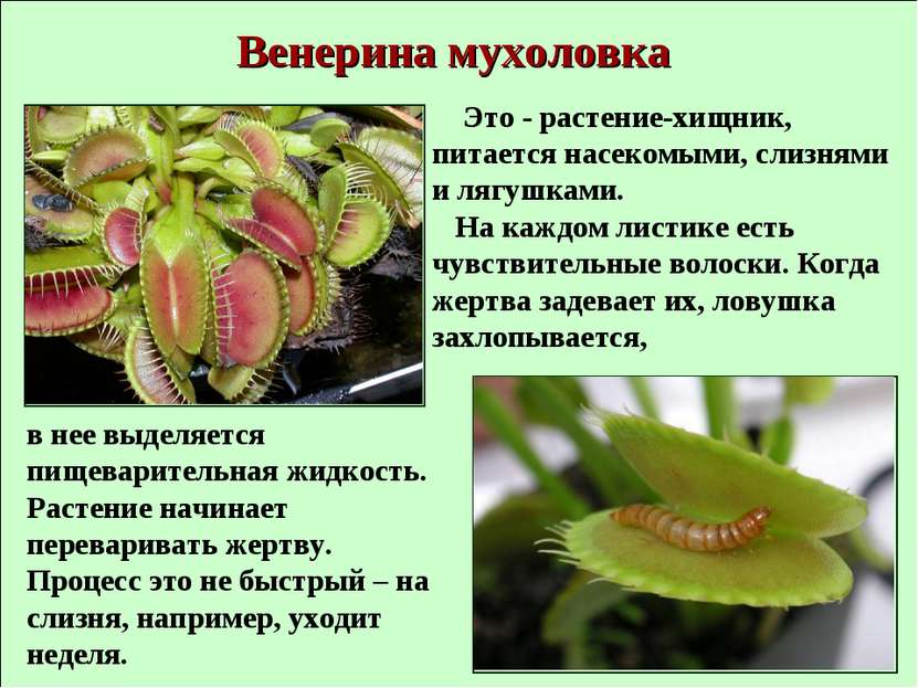 Венерина мухоловка Это - растение-хищник, питается насекомыми, слизнями и ляг...