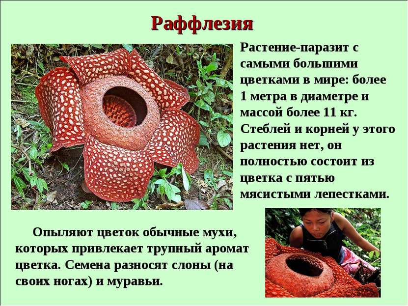Раффлезия Растение-паразит с самыми большими цветками в мире: более 1 метра в...