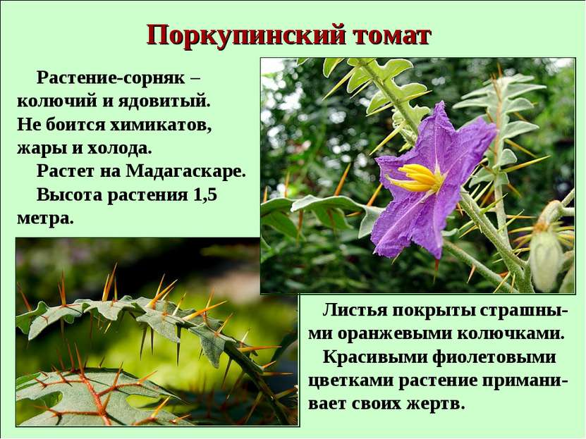 Поркупинский томат Растение-сорняк – колючий и ядовитый. Не боится химикатов,...