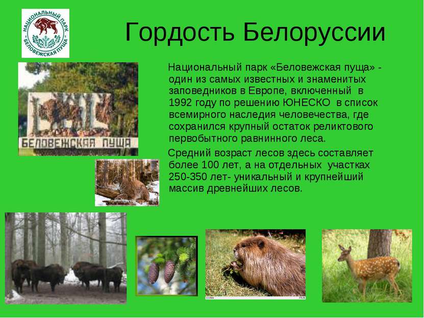 Гордость Белоруссии Национальный парк «Беловежская пуща» - один из самых изве...