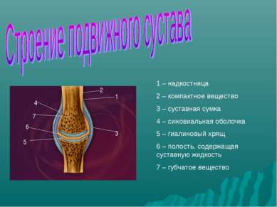 1 – надкостница 2 – компактное вещество 3 – суставная сумка 4 – синовиальная ...