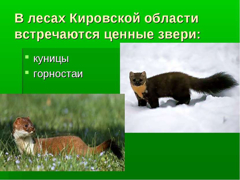 В лесах Кировской области встречаются ценные звери: куницы горностаи