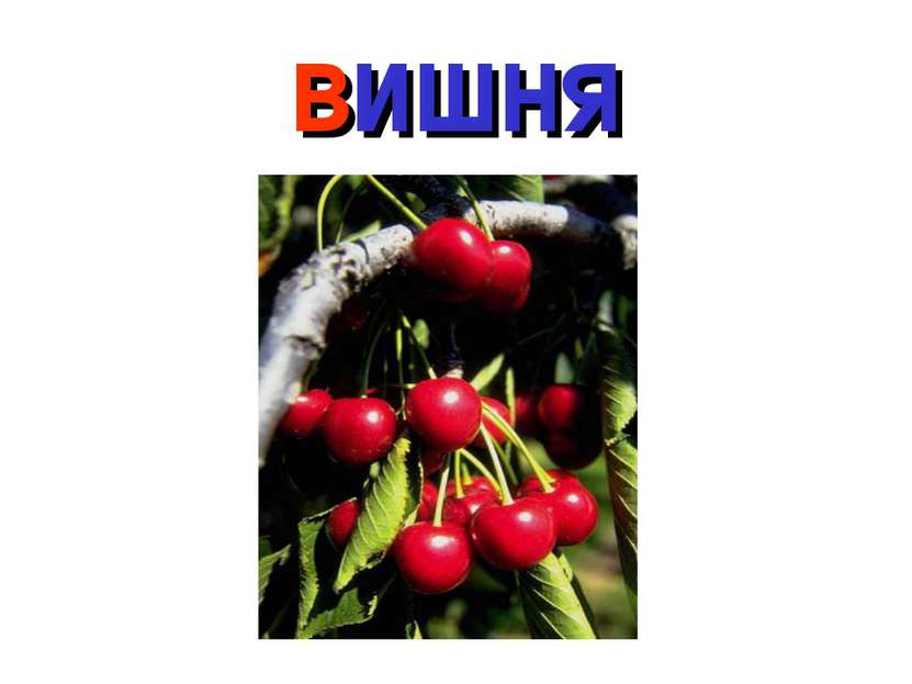 вишня